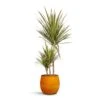 Dracaena Marginata Bicolour - Multi Stem -HousePlants Shop Dracaena marginata Bicolour Multi Stem 21x110cm 3 stems Charlotte Plant Pot Spiced Ochre 23x20cm cd6f59df f987 4d3e 8aac b815a382378e