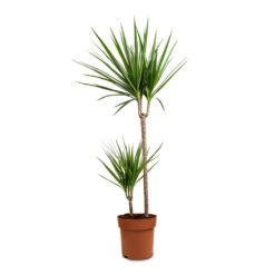 Dracaena Marginata Red Edged - Multi Stem -HousePlants Shop Dracaena marginata Red Edged Branched 21x120cm 2 Stems