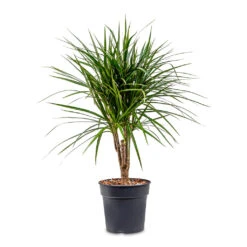 Dracaena Marginata Red Edged - Branched -HousePlants Shop Dracaena marginata Red Edged Branched 21x75cm