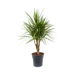 Dracaena Marginata Red Edged - Branched -HousePlants Shop Dracaena marginata Red Edged Branched 24x90cm