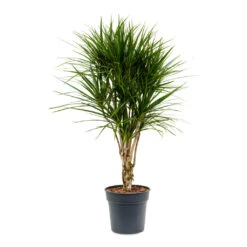 Dracaena Marginata Red Edged - Branched -HousePlants Shop Dracaena marginata Red Edged Branched 27x120cm