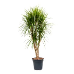 Dracaena Marginata Red Edged - Branched -HousePlants Shop Dracaena marginata Red Edged Branched 30x160cm