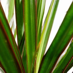 Dracaena Marginata Red Edged - Branched -HousePlants Shop Dracaena marginata Red Edged Branched DETAIL 3