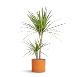 Dracaena Marginata Red Edged - Multi Stem -HousePlants Shop Dracaena marginata Red Edged Multi Stem 17x75cm Hadleigh Plant Pot Amber 20x17.5cm 8a54f908 e819 496b 9db4 0fc155fb3b23