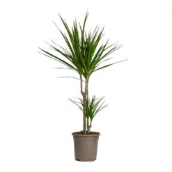 Dracaena Marginata Red Edged - Multi Stem -HousePlants Shop Dracaena marginata Red Edged Multi Stem 17x85cm 2 stems