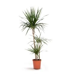 Dracaena Marginata Red Edged - Multi Stem -HousePlants Shop Dracaena marginata Red Edged Multi Stem 21x110cm 3stems