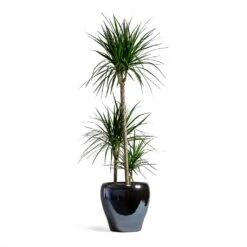 Dracaena Marginata Red Edged - Multi Stem -HousePlants Shop Dracaena marginata Red Edged Multi Stem 24x110cm 3 stems Amora Plant Pot Anthracite Mirror 32x32cm eeee0176 a201 4681 936b a6b1d10176e7