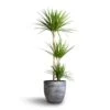Dracaena Marginata Red Edged - Multi Stem -HousePlants Shop Dracaena marginata Red Edged Multi Stem 24x140cm 3stems Cas Plant Pot Anthracite 36x32cm 2b07c25a a8ab 47d9 8819 cfc62b89720e
