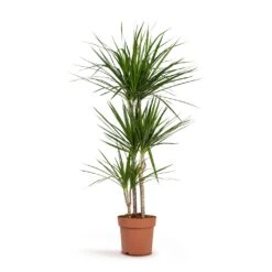 Dracaena Marginata Red Edged - Multi Stem -HousePlants Shop Dracaena marginata Red Edged Multi Stem 24x140cm 3stems