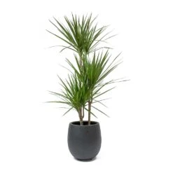 Dracaena Marginata Red Edged - Multi Stem -HousePlants Shop Dracaena marginata Red Edged Multi Stem Balloon Plant Pot Anthracite Concrete c02ffdd2 9afd 4d71 bd05 5b23cbe96298