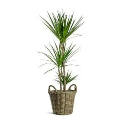 Dracaena Marginata Red Edged - Multi Stem -HousePlants Shop Dracaena marginata Red Edged Multi Stem Nanna Wikr Plant Basket Natural