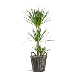 Dracaena Marginata Red Edged - Multi Stem -HousePlants Shop Dracaena marginata Red Edged Multi Stem Nanna Wikr Plant Basket dark brown