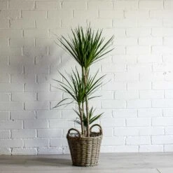 Dracaena Marginata Red Edged - Multi Stem -HousePlants Shop Dracaena marginata Red Edged Multi Stem Nanna Wikr Plant Basket natural 46abb40a 307c 4e49 883e e664d90d7408