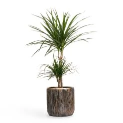 Luxe Lite Waterfall Cylinder Planter - Bronze -HousePlants Shop Dracaena marginata Red Edged MultiStem 17x85cm Plant Pot Luxe Lite Waterfall Cylinder Planter Bronze 23x22cm 036adfcf 4a35 4029 8d7c c418fd8adf8f