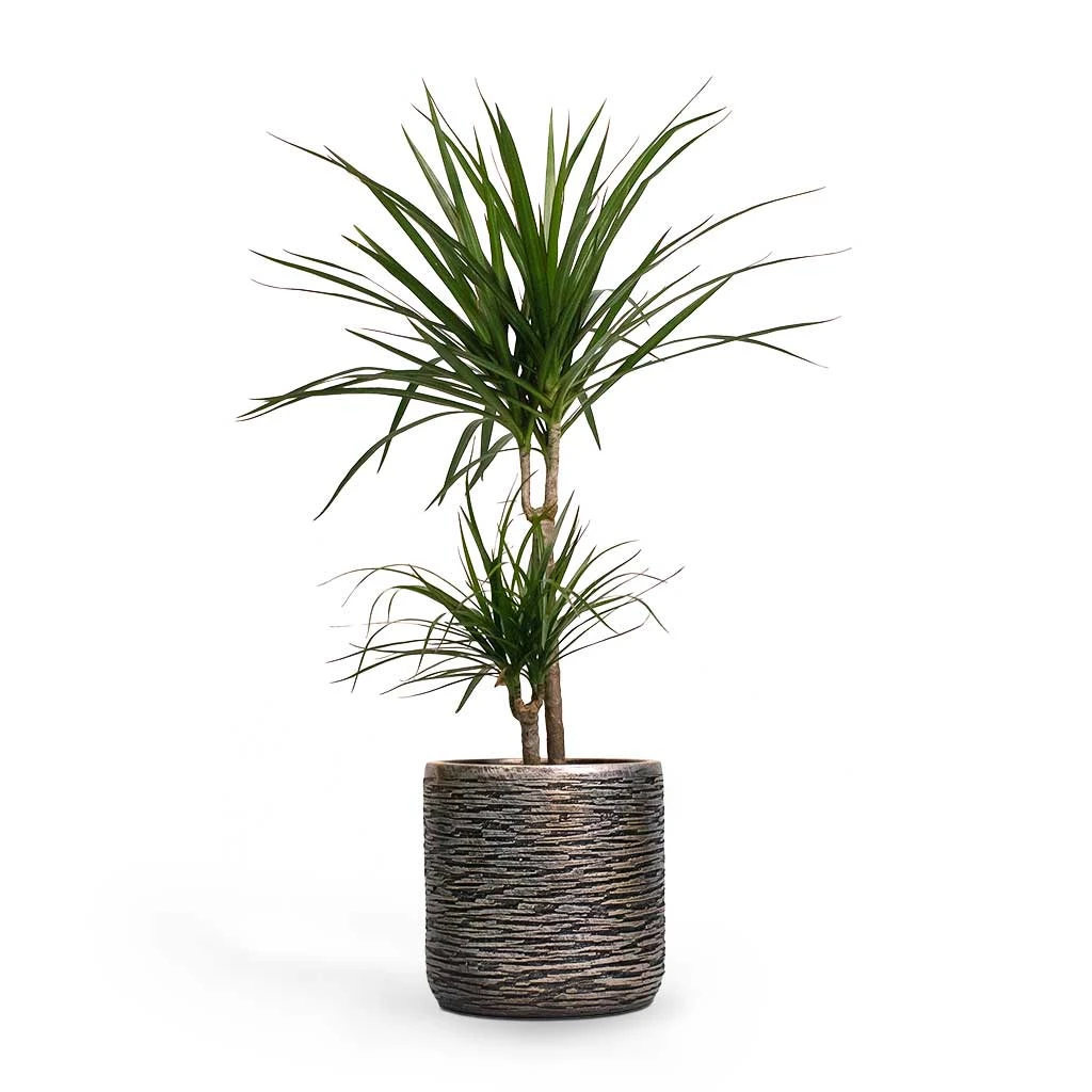 Luxe Lite Wrinkle Cylinder Planter - Bronze 12 Luxe Lite Wrinkle Cylinder Planter - Bronze - Image 10