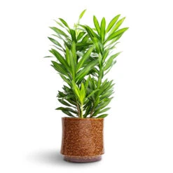 Nolan Plant Pot - Caramel -HousePlants Shop Dracaena reflexa Song of Jamaica 19x80cm Nolan Plant Pot Caramel 23x21cm 2d17ca0c 7b37 4ef4 a73b a5448ec6baa3