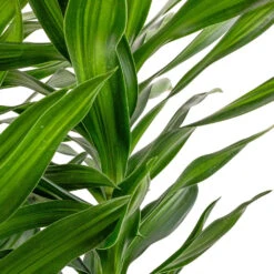 Dracaena Reflexa Song Of Jamaica 10 Dracaena Reflexa Song Of Jamaica -HousePlants Shop Dracaena reflexa Song of Jamaica SWATCH 2