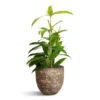 Dracaena Surculosa -HousePlants Shop Dracaena surculosa 12x40cm Cas Plant Pot Sahara 15x13cm