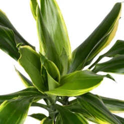 Dracaena Fragrans Golden Coast - Multi Stem -HousePlants Shop DracaenafragransGoldenCoast 1