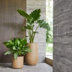 Dune Cylinder Planter - Almond -HousePlants Shop Dune Cylinder Brown Beige Dune Partner Brown Beige