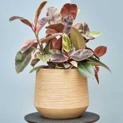 Dune Darcy Planter - Almond -HousePlants Shop Dune Darcy Lifesytle