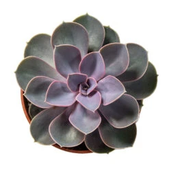 Echeveria Perle Von Nurnberg -HousePlants Shop Echeveria Perle Von Nurnberg 10.5cm Above
