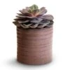Echeveria Perle Von Nurnberg 2 Echeveria Perle Von Nurnberg -HousePlants Shop Echeveria Perle Von Nurnberg 10.5x14cm Hera Plant Pot Purple 13x14cm 494b2489 3cd0 40c7 b0a6 27941fc0f34d