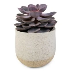 Echeveria Perle Von Nurnberg -HousePlants Shop Echeveria Perle Von Nurnberg 10.5x14cm Iris Plant Pot Sand 14x12cm