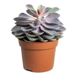 Echeveria Purple Pearl -HousePlants Shop Echeveria Purple Pearl 12cm