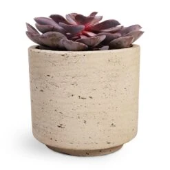 Echeveria Purple Pearl -HousePlants Shop Echeveria Purple Pearl 12x15cm 12x25cm Novi Plant Pot Grey Washed 15x13.5cm a32d3654 6b7e 4729 ae4b e242aedc57ee