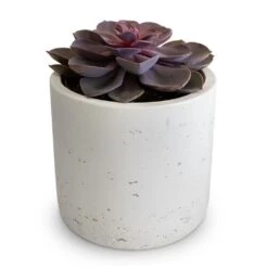 Echeveria Purple Pearl -HousePlants Shop Echeveria Purple Pearl 12x15cm Charlie Plant Pot White Washed 15x15cm 2