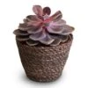 Echeveria Purple Pearl -HousePlants Shop Echeveria Purple Pearl 12x15cm Igmar Plant Basket Grey 15x12cm 2
