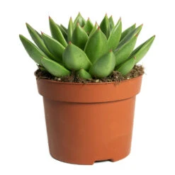 Echeveria Agavoides Miranda -HousePlants Shop Echeveria agavoides Miranda 12cm