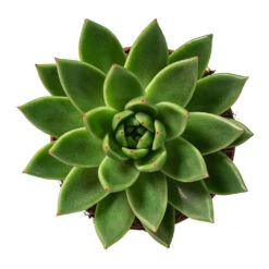 Echeveria Agavoides Miranda -HousePlants Shop Echeveria agavoides Miranda 12cm Above