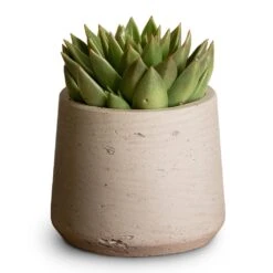 Patt Plant Pot - Grey Washed -HousePlants Shop Echeveria agavoides Miranda 12x15cm Patt Plant Pot Grey Washed 17x14cm aed608b0 81da 4b55 818c ae9e54a02e02