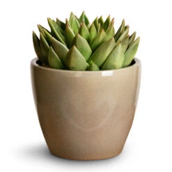 Echeveria Agavoides Miranda -HousePlants Shop Echeveria agavoides Miranda 12x15cm Sven Plant Pot Mint 16x13cm