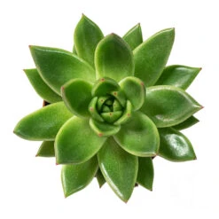 Echeveria Agavoides Miranda -HousePlants Shop Echeveria agavoides Miranda 8.5cm Above