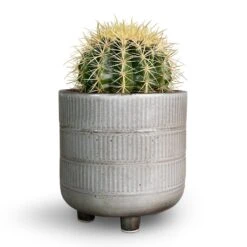 Echinocactus Grusonii - Golden Barrel Cactus -HousePlants Shop Echinocactus grusonii Golden Barrel Cactus 13x15cm Denise Plant Pot Fossil 17x17cm 3b16eb44 1660 43ba 97a1 46e65cb5e5c3