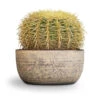 Echinocactus Grusonii - Golden Barrel Cactus -HousePlants Shop Echinocactus grusonii Golden Barrel Cactus 25x30cm Cas Plant Bowl Sahara 467feb27 d649 4689 9c58 2a3bd5a59ea5