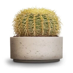 Echinocactus Grusonii - Golden Barrel Cactus -HousePlants Shop Echinocactus grusonii Golden Barrel Cactus 25x30cm Eli Plant Bowl Grey Washed 29x13.5cm 5ad0d9b5 7ae1 4004 b094 3f5a2b3fd661
