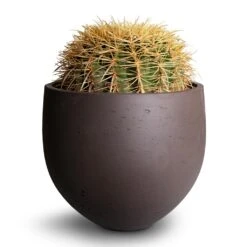 Echinocactus Grusonii - Golden Barrel Cactus -HousePlants Shop Echinocactus grusonii Golden Barrel Cactus 25x30cm Mini Orb Kevan Plant Pot Ash Brown 32x28cm 2