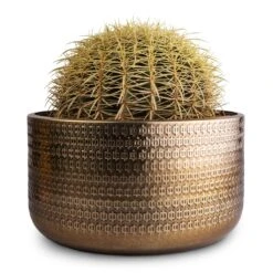 Echinocactus Grusonii - Golden Barrel Cactus -HousePlants Shop Echinocactus grusonii Golden Barrel Cactus 25x30cm Solis Embossed Plant Bowl Gold 30x15cm