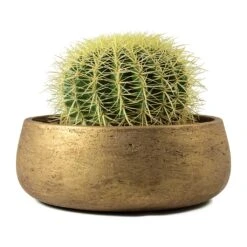 Echinocactus Grusonii - Golden Barrel Cactus -HousePlants Shop Echinocactus grusonii Golden Barrel Cactus Eileen Plant Bowl Metallic Copper