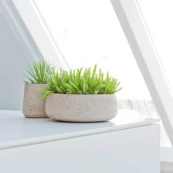 Eileen Plant Bowl - Grey Washed -HousePlants Shop Eileen Plant Bowl Grey Washed Succulents