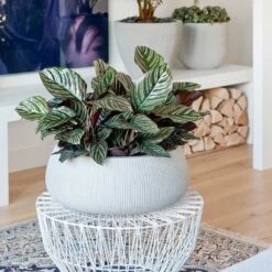 Eileen Plant Bowl - Ridged Cement 12 Eileen Plant Bowl - Ridged Cement -HousePlants Shop Eileen Plant Bowl Ridged Cement Calathea Sanderiana