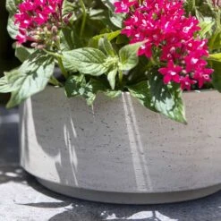 Eli Plant Bowl - Grey Washed -HousePlants Shop Eli Plant Bowl Grey Washed Houseplants