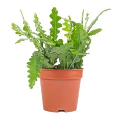 Epiphyllum Anguliger - Fishbone Cactus -HousePlants Shop Epiphyllum anguliger Fishbone Cactus 12x20 1