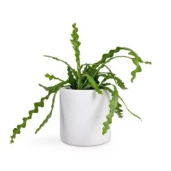 Puk Essentials Planter - Matt White -HousePlants Shop Epiphyllum anguliger Fishbone Cactus 12x20cm Puk Planter Matt White 15x15cm 85b595d9 064c 4118 84f4 45cc7d5938fb