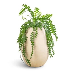 Polystone Coated Plain Balloon Planter - Natural 25 Polystone Coated Plain Balloon Planter - Natural -HousePlants Shop Epiphyllum anguliger Fishbone Cactus 25x50cm Polystone Coated Plain Balloon Planter Natural 52x68cm