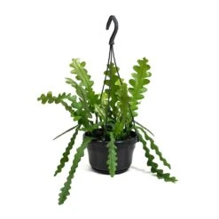 Epiphyllum Anguliger - Fishbone Cactus -HousePlants Shop Epiphyllum anguliger Fishbone Cactus Small